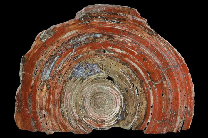 Polished, Cambrian Stromatolite (Conophytum) - Australia #130651